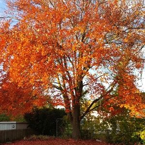 Meet your Posher, Tracy