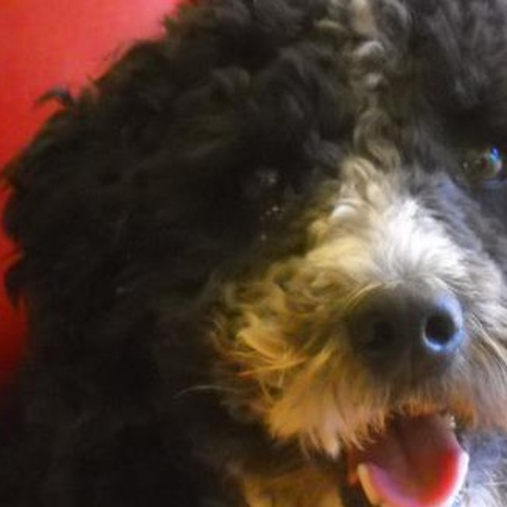 Meet your Posher, Zoe