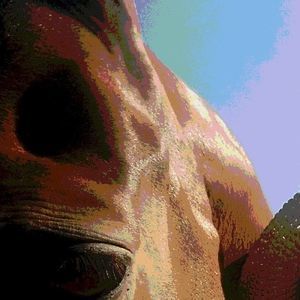 Meet your Posher, Susie