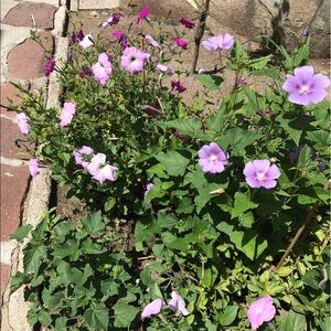 Meet your Posher, Janette