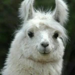 Meet your Posher, Aj