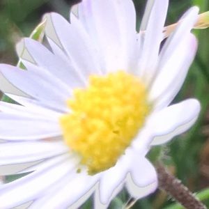 Meet your Posher, Daisy