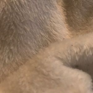 Meet your Posher, Lacy