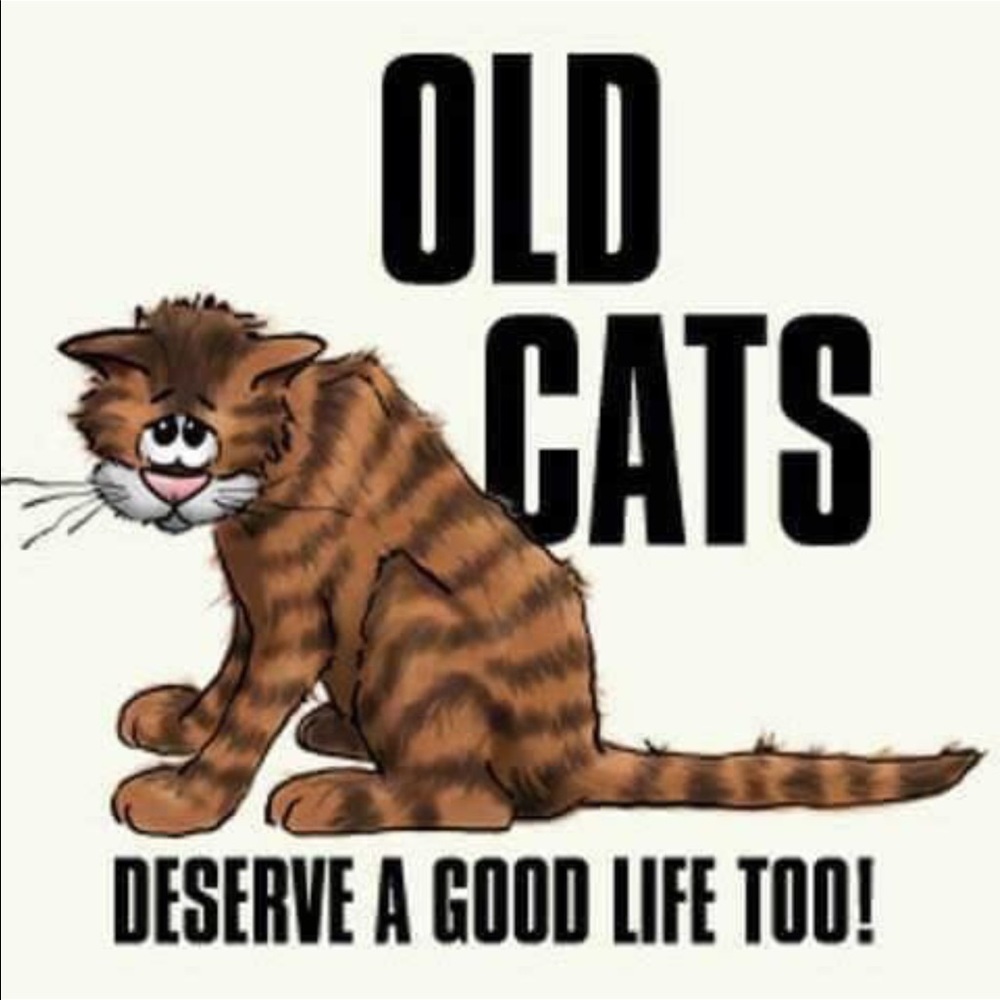 Please Adopt! So many lives need saving! TY! 😻😻 - Picture 1 of 1