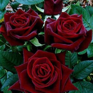 Meet your Posher, Luz