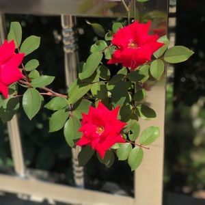 Meet your Posher, Nandini