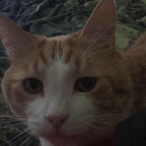 Meet your Posher, Gavin