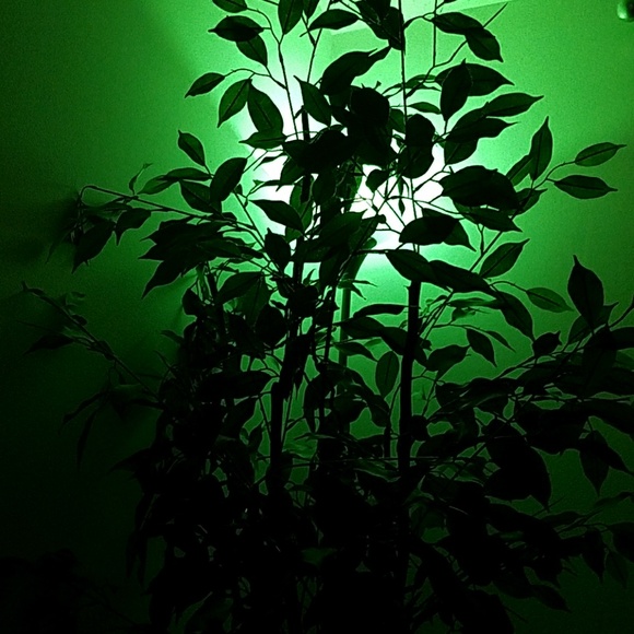 Meet your Posher, Robin - Picture 1 of 1