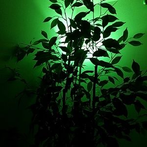 Meet your Posher, Robin