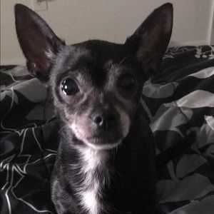 Meet your Posher, Janice