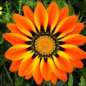 Meet your Posher, Alli