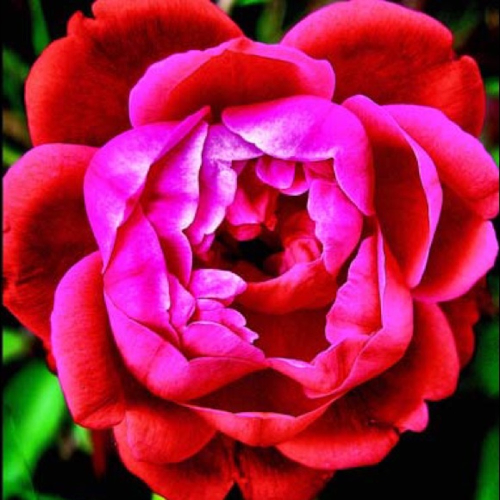 Meet your Posher, Izabella