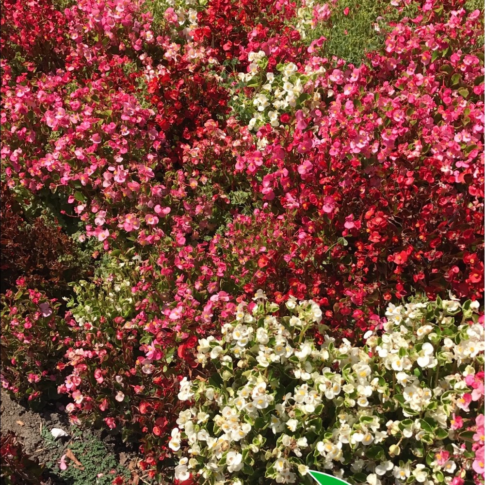 Meet your Posher, Jennesa