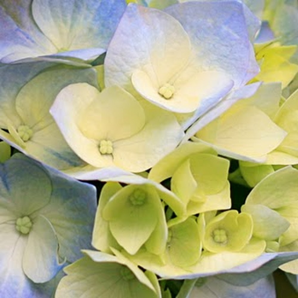 Meet your Posher, Lillie