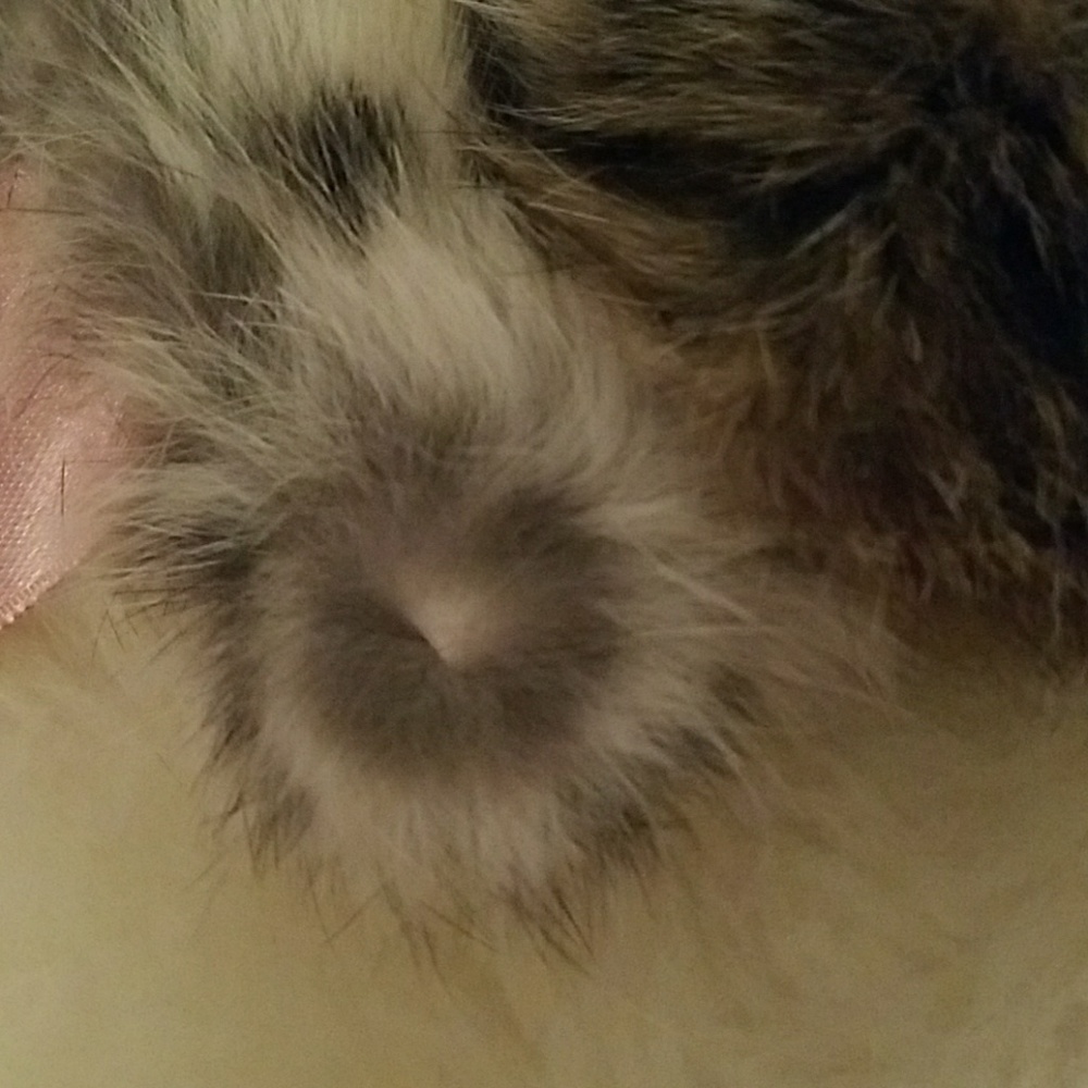 Genuine Rabbit Fur Collar - Picture 3 of 5