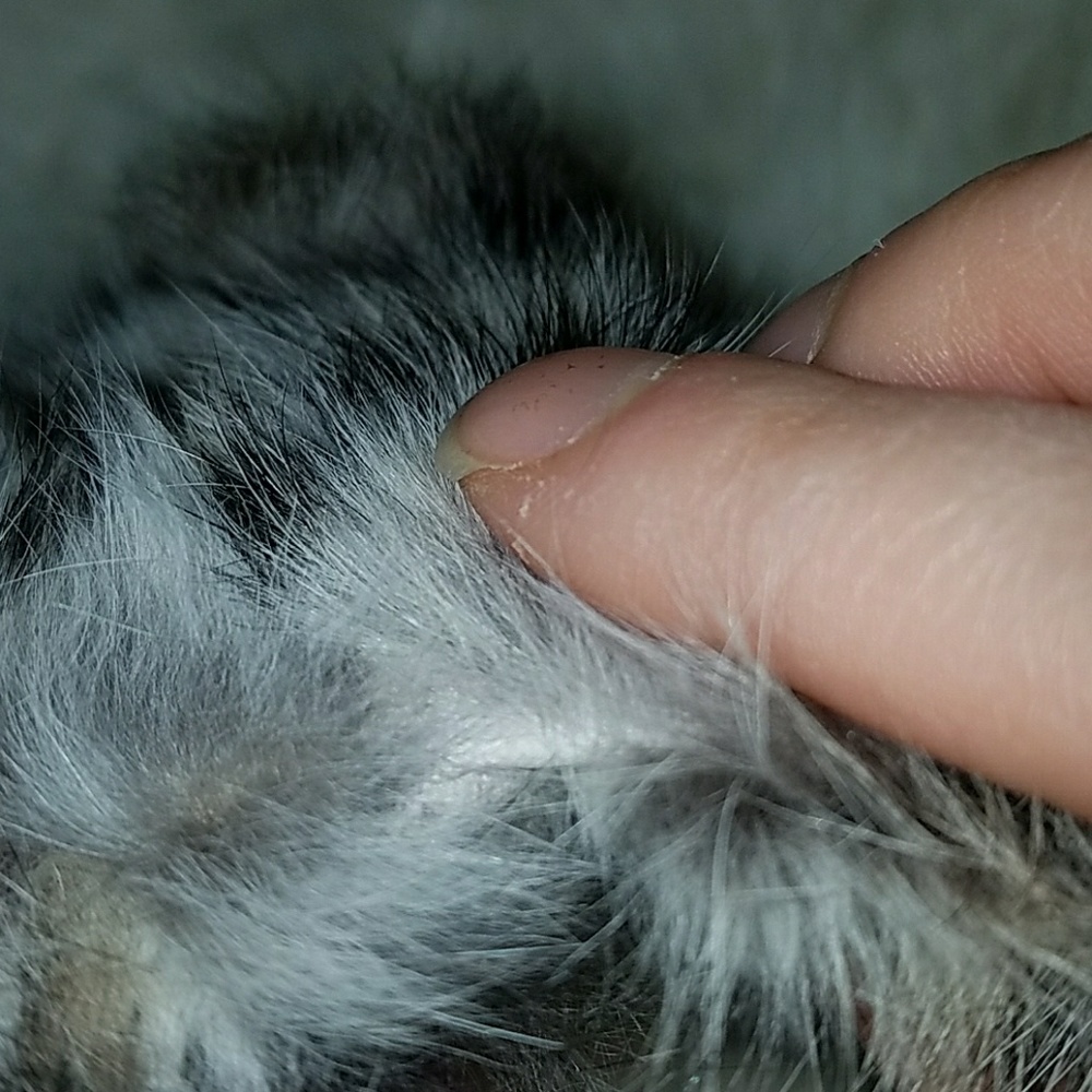 Genuine Rabbit Fur Collar - Picture 4 of 5