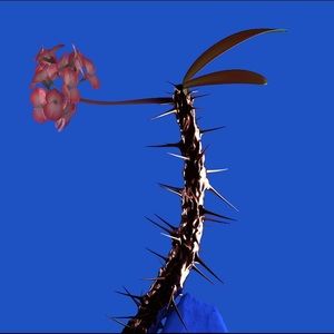 Meet your Posher, Joe