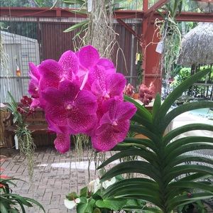 Meet your Posher, Ileana