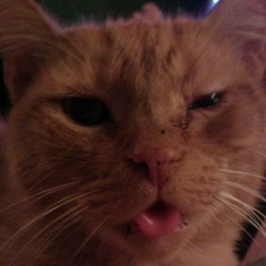 Meet your Posher, Harold