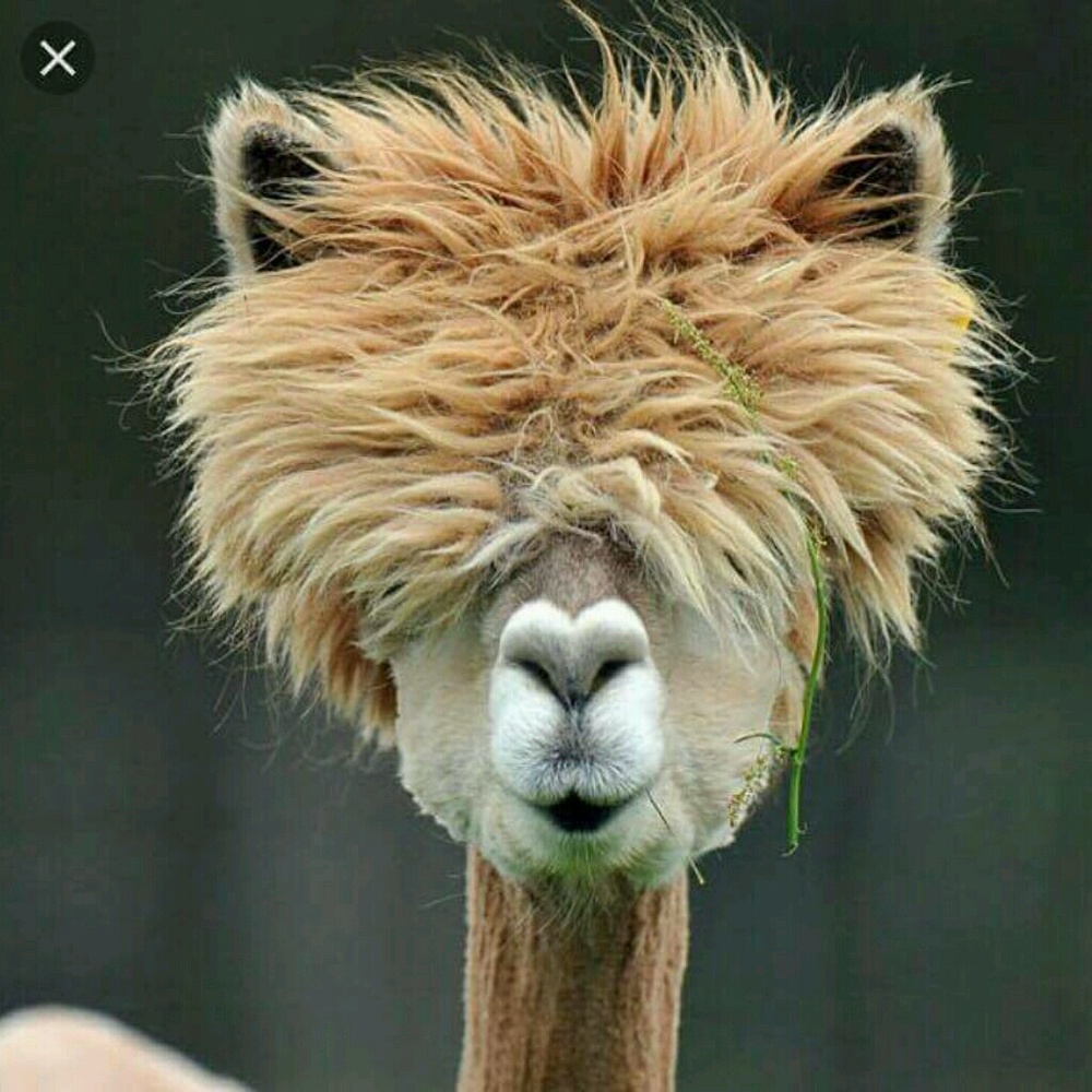 Meet your Posher, Cary