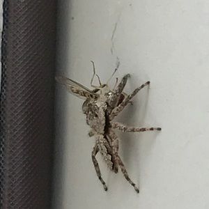 Meet your Posher, Patrick