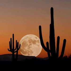 Meet your Posher, Pamela