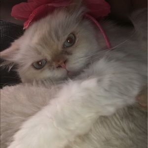 Meet your Posher, Jolie