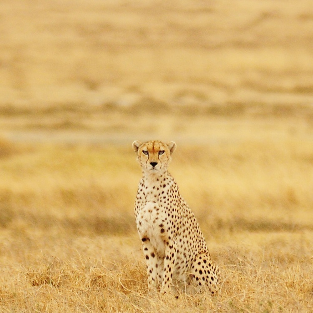 Meet your Posher, Dafina