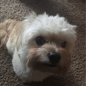 Meet your Posher, Zeus