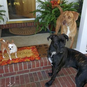 Meet your Posher, Abby