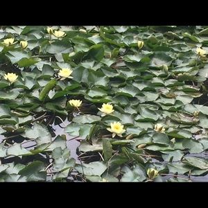 Meet your Posher, Nancy