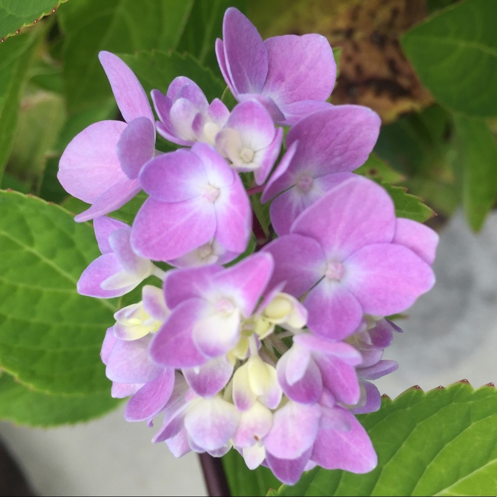 Meet your Posher, Becky