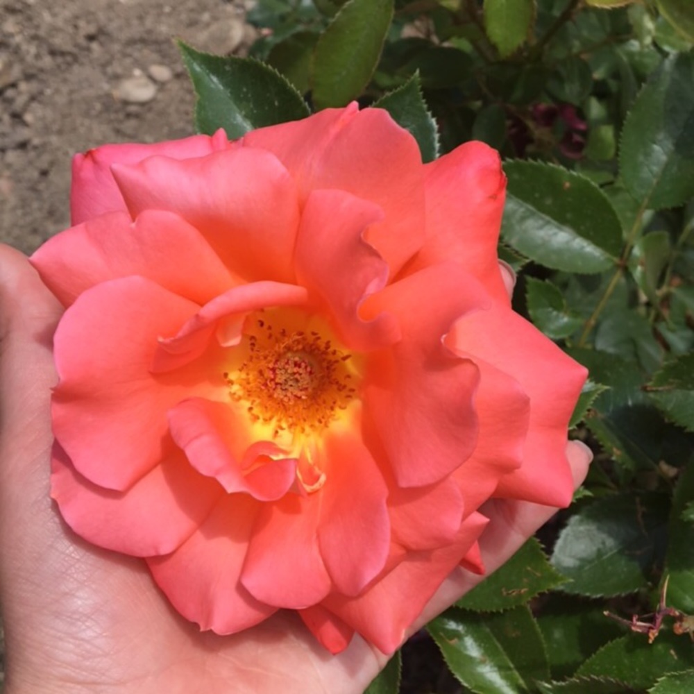 Meet your Posher, Audriana