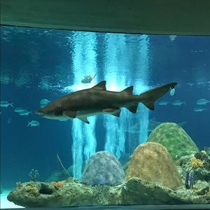 Meet your Posher, Gregory