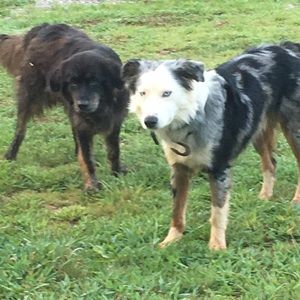 Meet your Posher, Sam