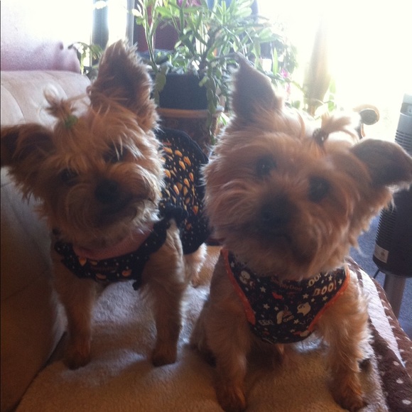 🎀Meet your Posher🎀 - Picture 4 of 8