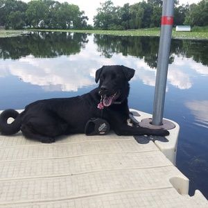 Meet your Posher, Bella