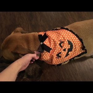Cute Halloween outfit and bandanna for dogs