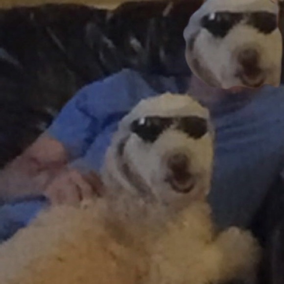 Meet your Posher, Lucas - Picture 1 of 1