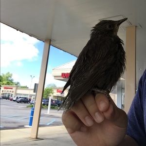 Meet your Posher, Alvin