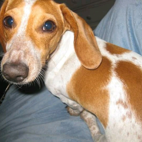 Meet your Posher, Tessa - Picture 1 of 1