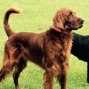 Meet your Posher, Justin