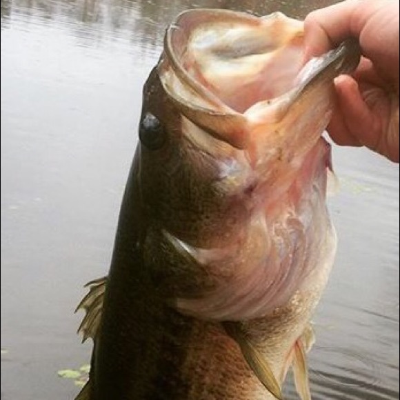 Meet your Posher, Andrew - Picture 1 of 1