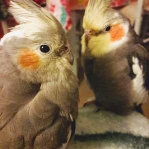 Meet your Posher, Marcia