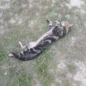 Meet your Posher, Lakesha