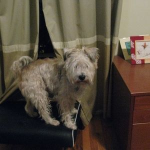 NWOT Alexander McQueen Blouse--placeholder photo