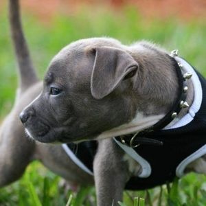 Meet your Posher, Joel