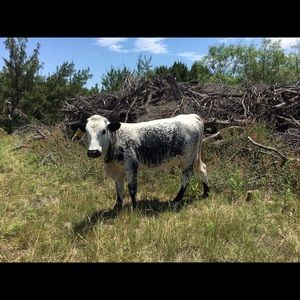 Meet your Posher, Cade