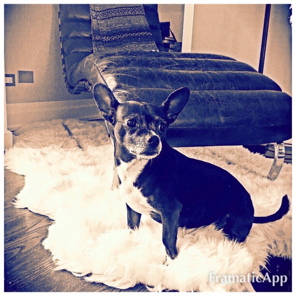 Meet your Posher, Janet