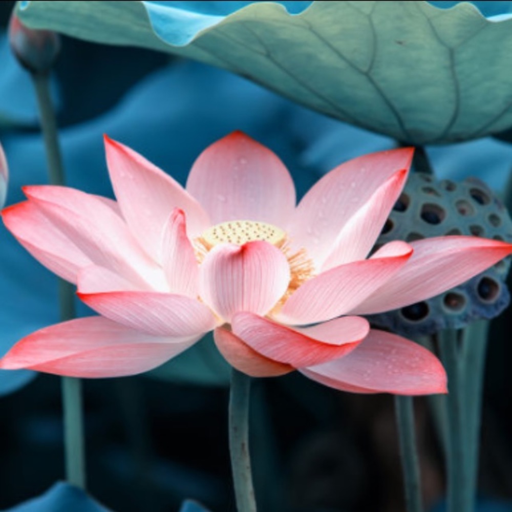 Meet your Posher, Kit